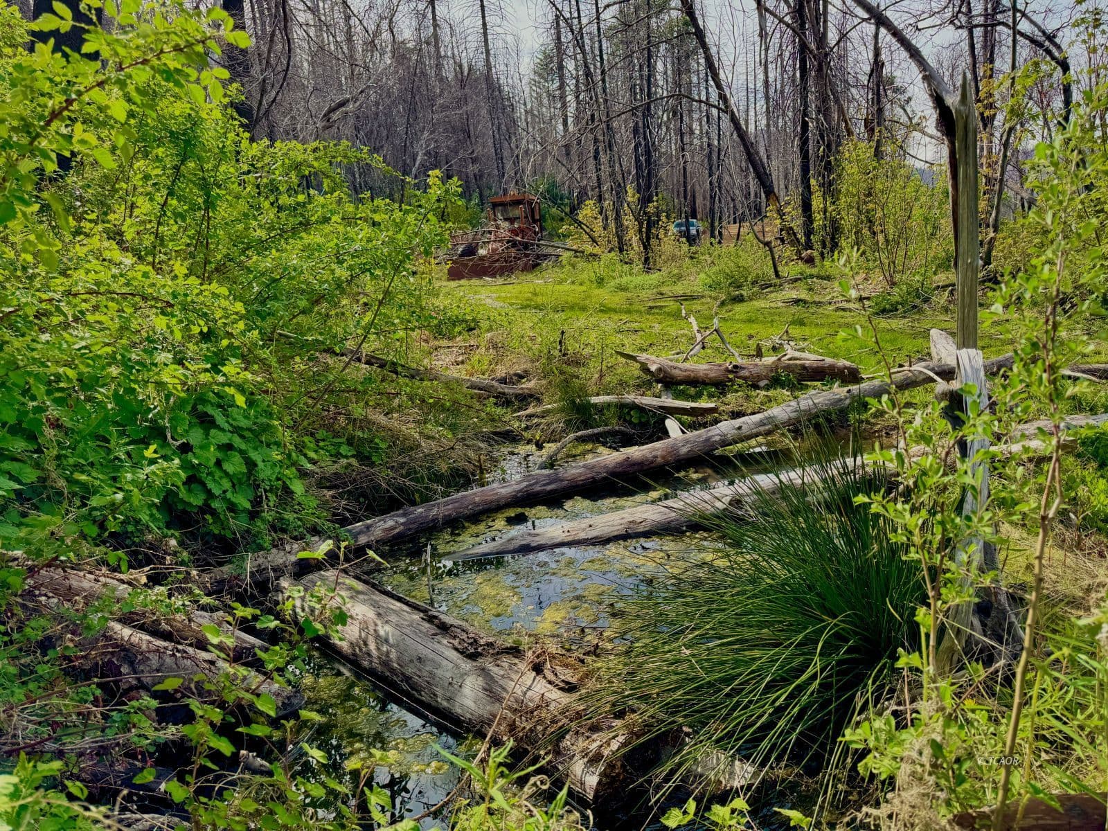 Hayfork Summit