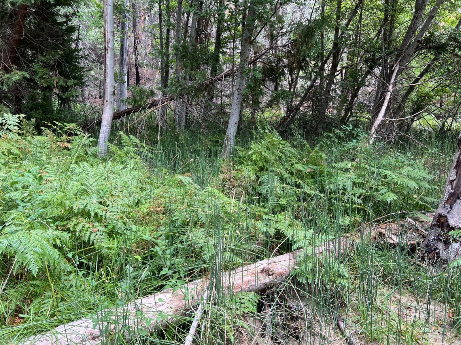 East County Line Rd 3