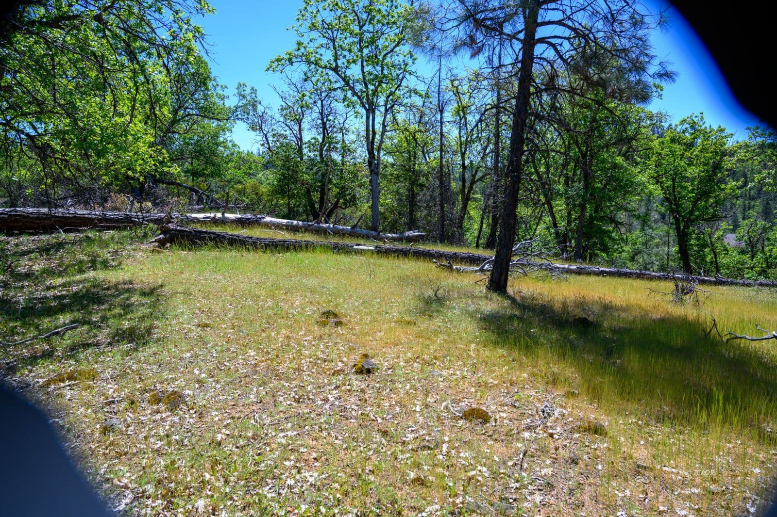230 Shasta Springs Rd
