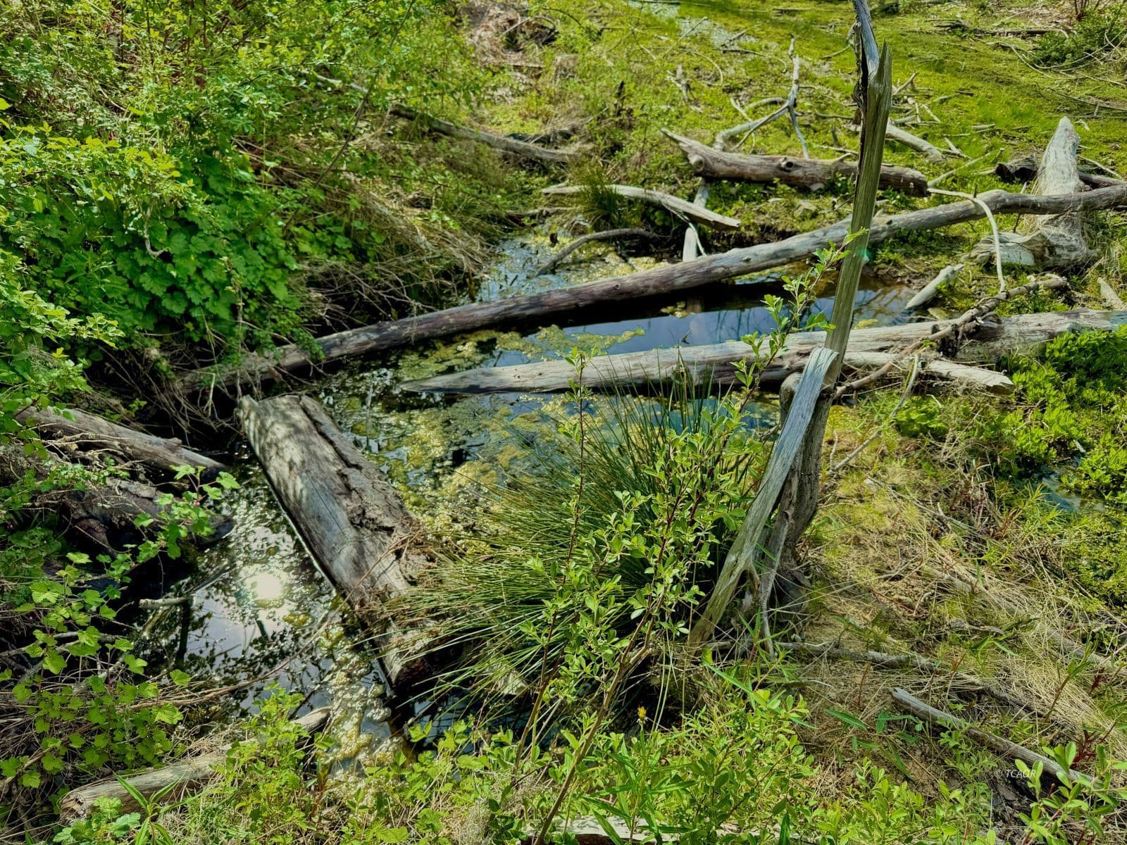Hayfork Summit 2