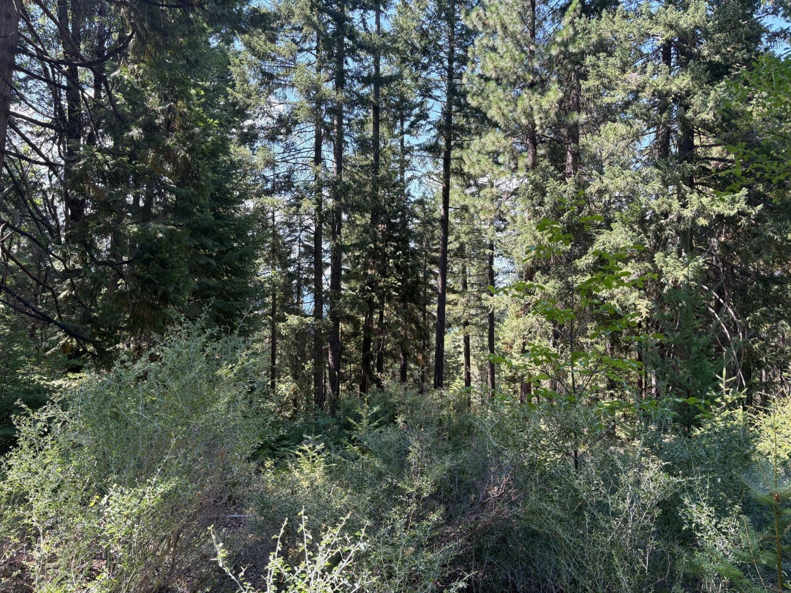 Castle Creek Rd 3