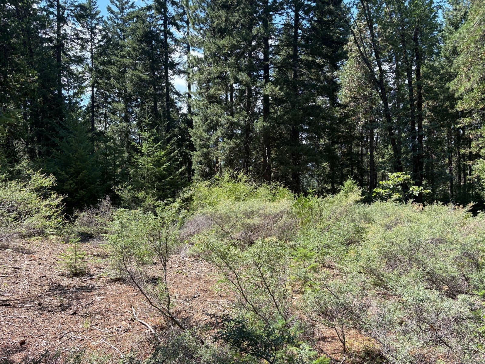 Castle Creek Rd