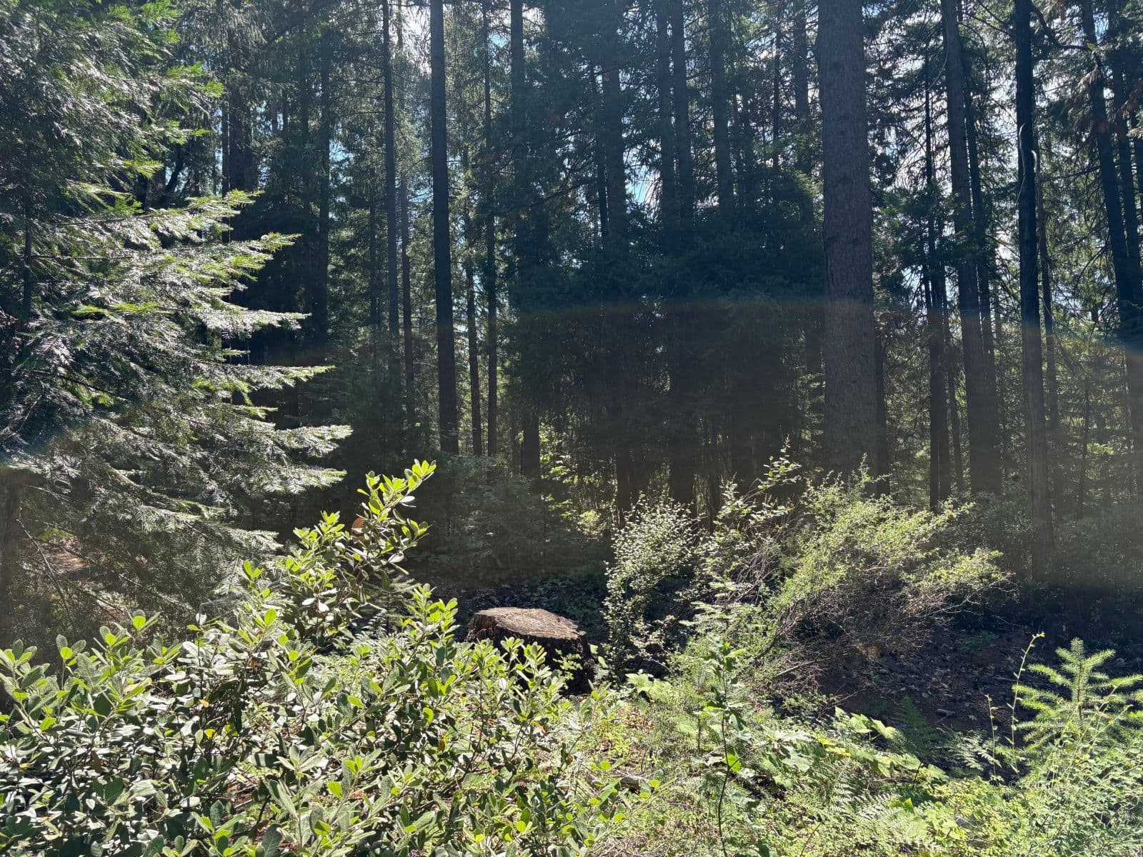 Castle Creek Rd 2