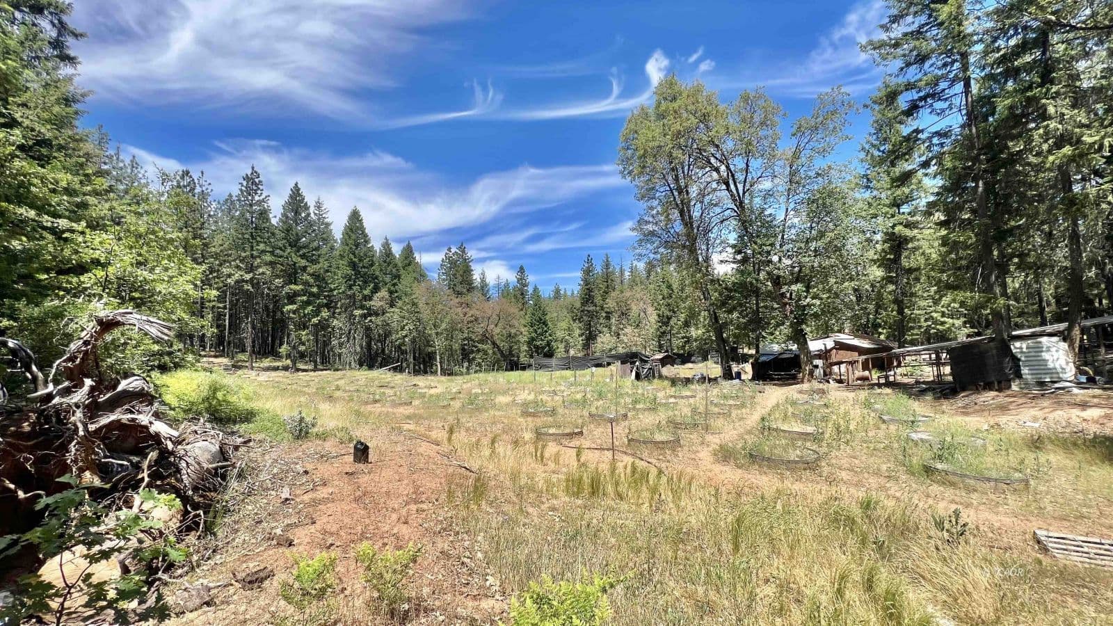 2020 Trinity Pines Dr