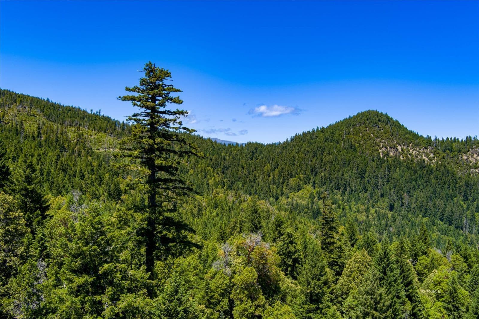 000 Forest Rte 4N20
